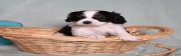 Cavalier King Charles Spaniel dogs for sale: Oreo - Ad 14