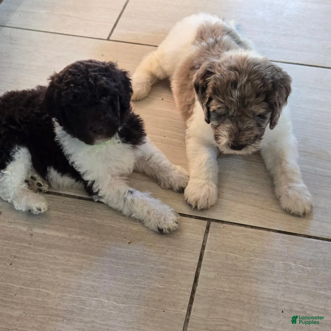 Newfypoo dogs for sale: Light Green - Ad 9