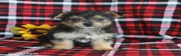 Morkie dogs for sale: Pepsi - Ad 5