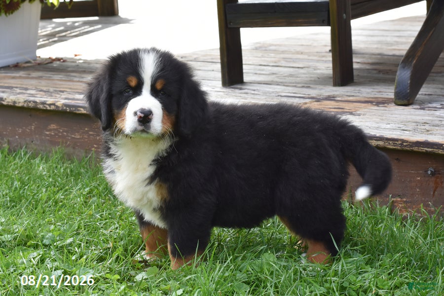 Bernese Mountain Dog dogs Mac - Ad 1