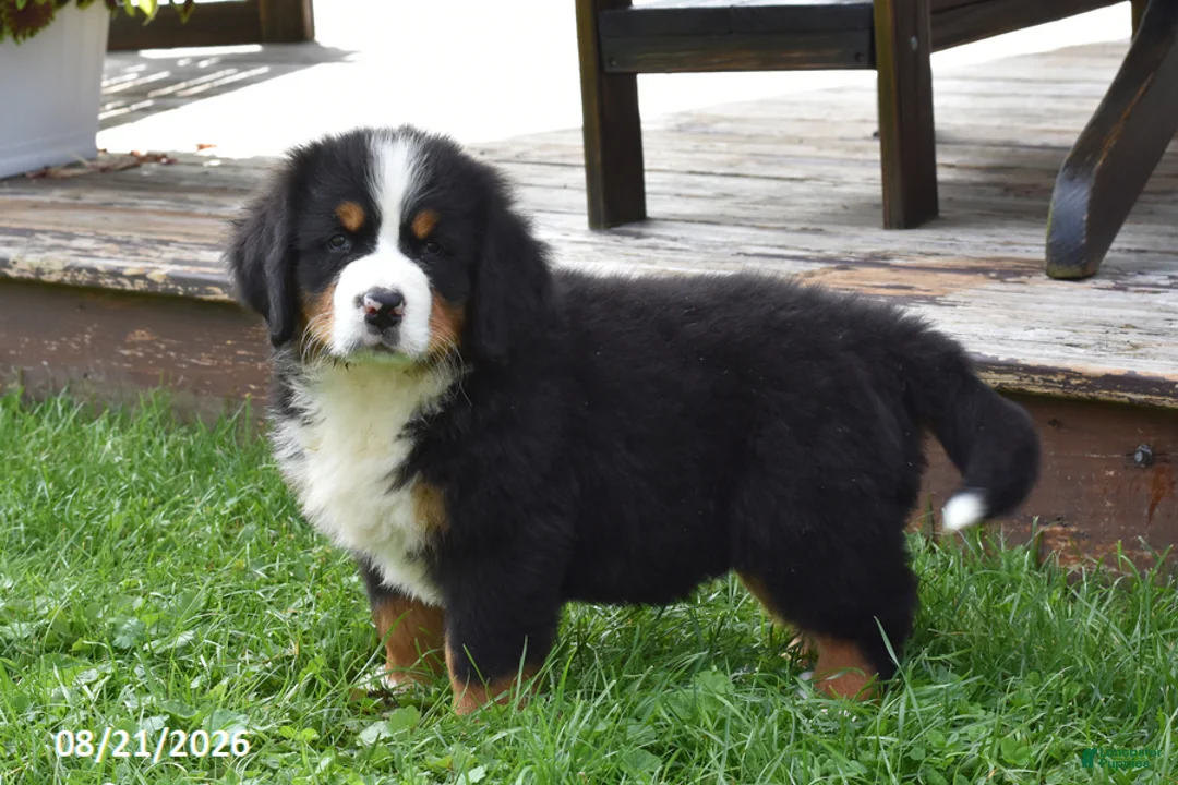 Bernese Mountain Dog dogs for sale: Mac - Ad 1