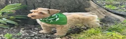 Schnauzer dogs for sale: Summer - Ad 9