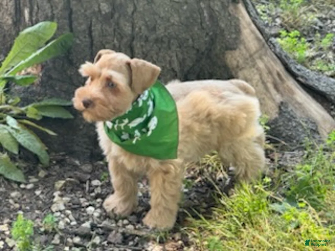 Schnauzer dogs for sale: Summer - Ad 9