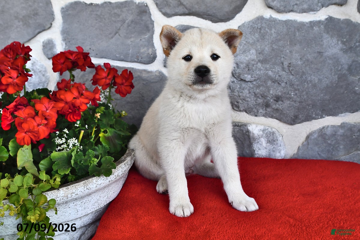 Shiba Inu dogs Oscar - Ad 1