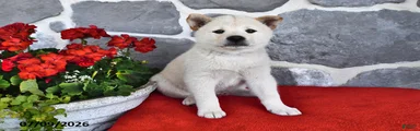 Oscar