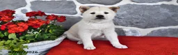 Shiba Inu dogs for sale: Oscar - Ad 1