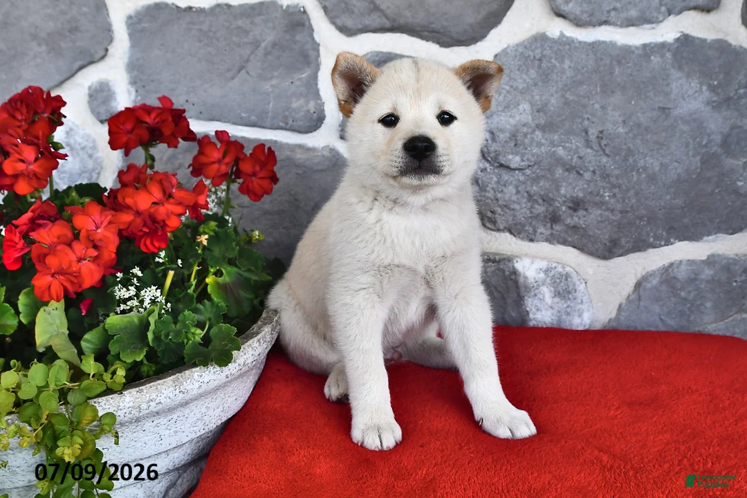 Shiba Inu dogs for sale: Oscar - Ad 1