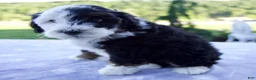Mini Bernedoodle dogs for sale: Flash - Ad 3