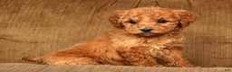 Mini Goldendoodle dogs for sale: Laina - Ad 9