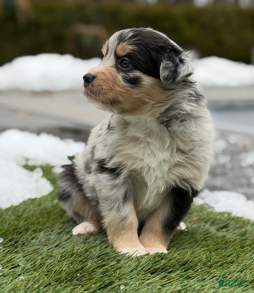 Australian Shepherd dogs for sale: Chanel - Ad 2