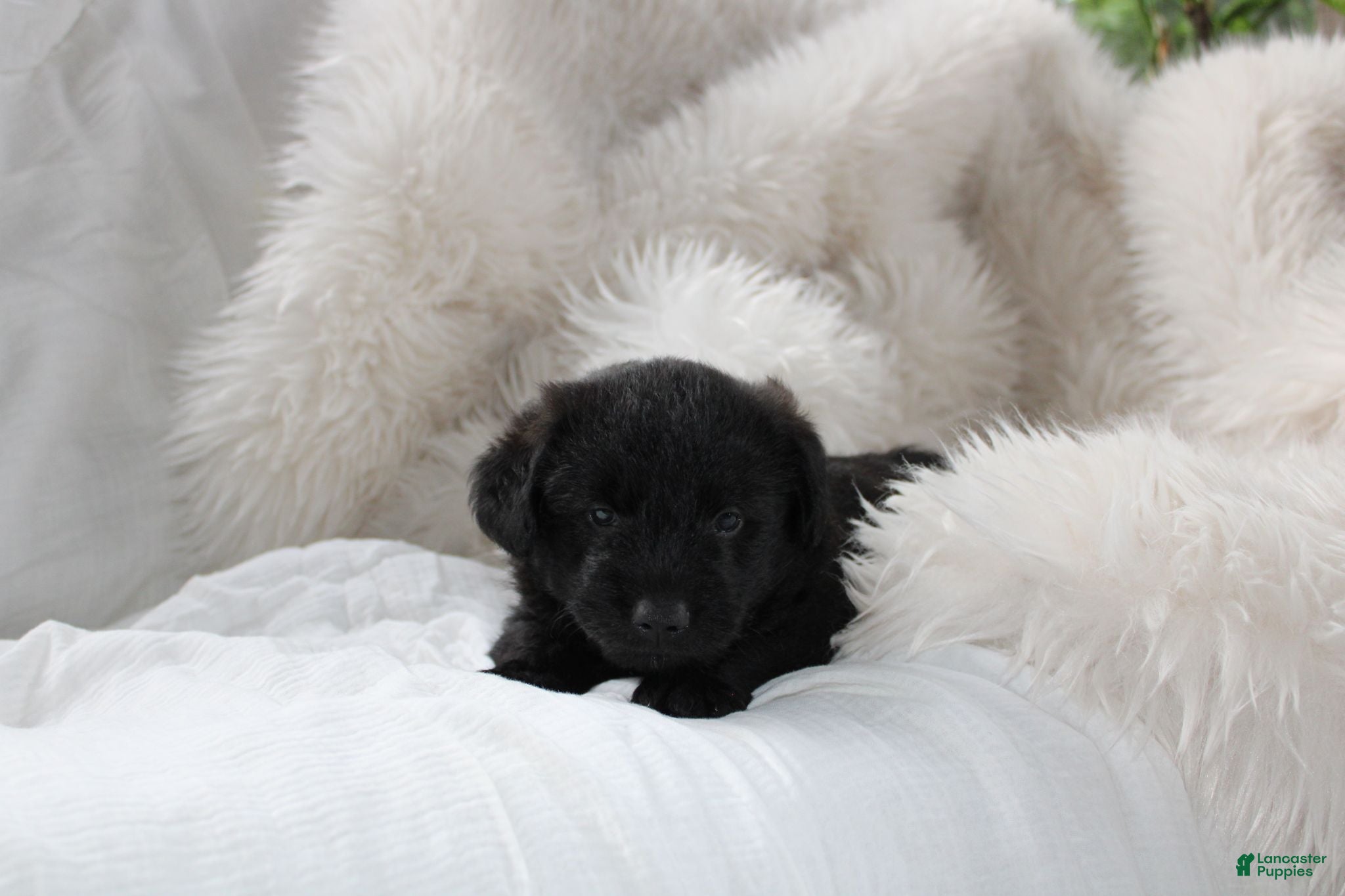 Mixed Breed dogs Wiley - Ad 1