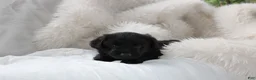 Mixed Breed dogs for sale: Wiley - Ad 1