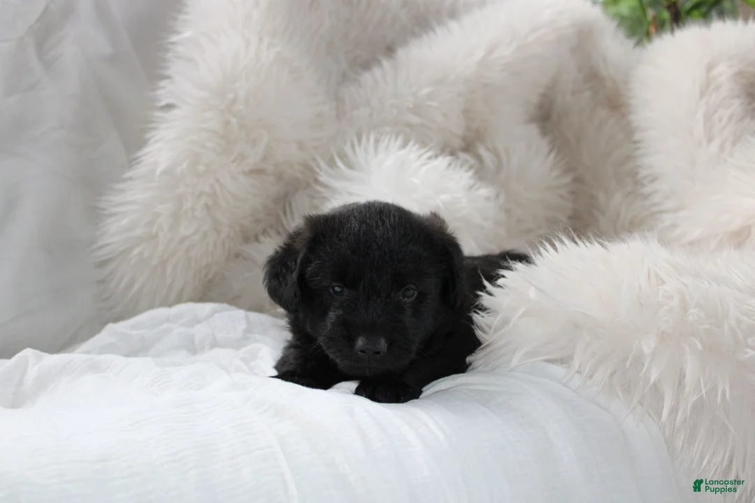 Mixed Breed dogs for sale: Wiley - Ad 1