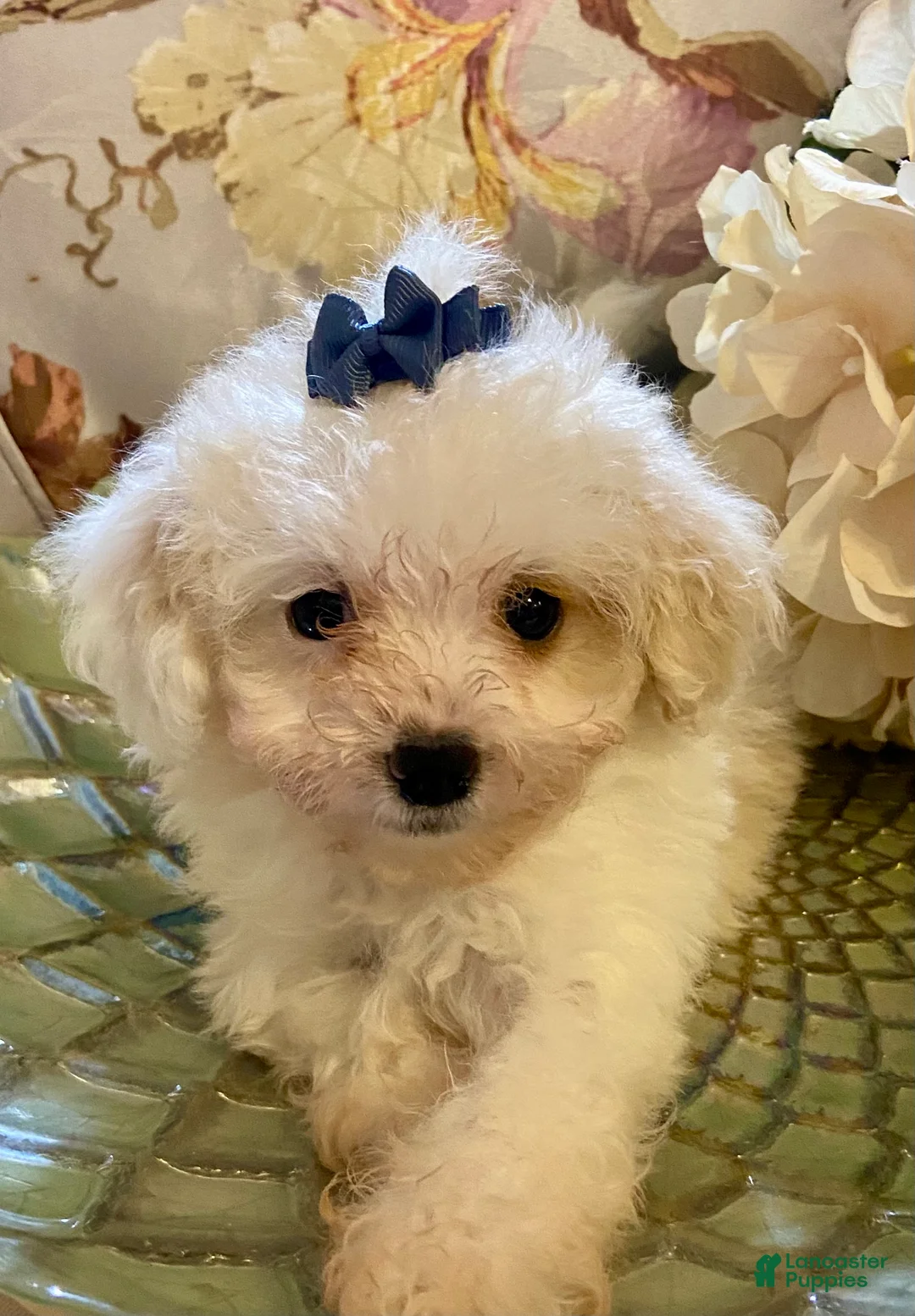 Pomapoo dogs for sale: Pomapoo 8 - Ad 2