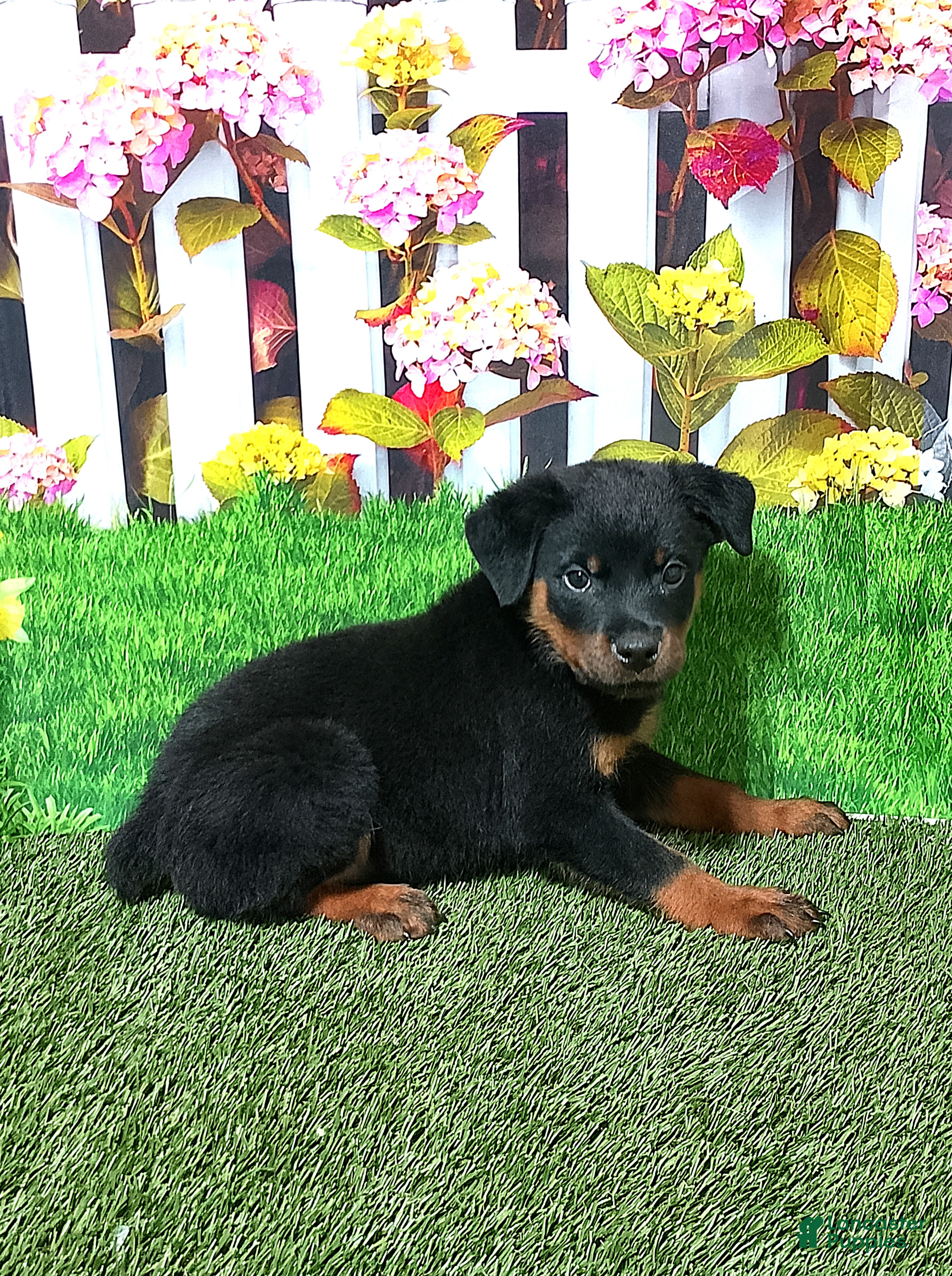 Rottweiler dogs Miles - Ad 1
