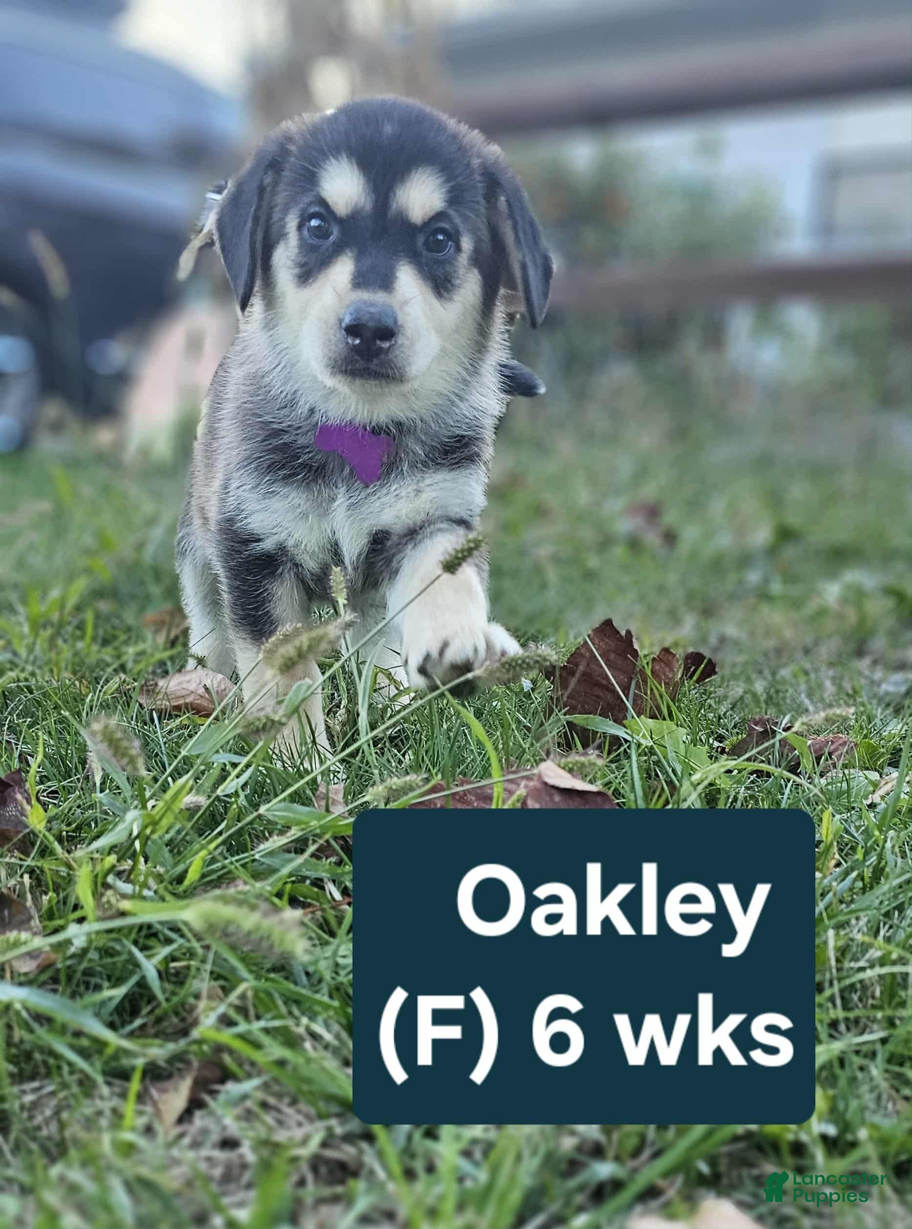Gerberian Shepsky Puppies for sale | Lancaster Puppies