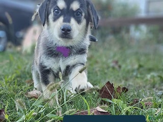 Lab Shepsky Gerberian Shepsky Puppies for sale | Lancaster Puppies