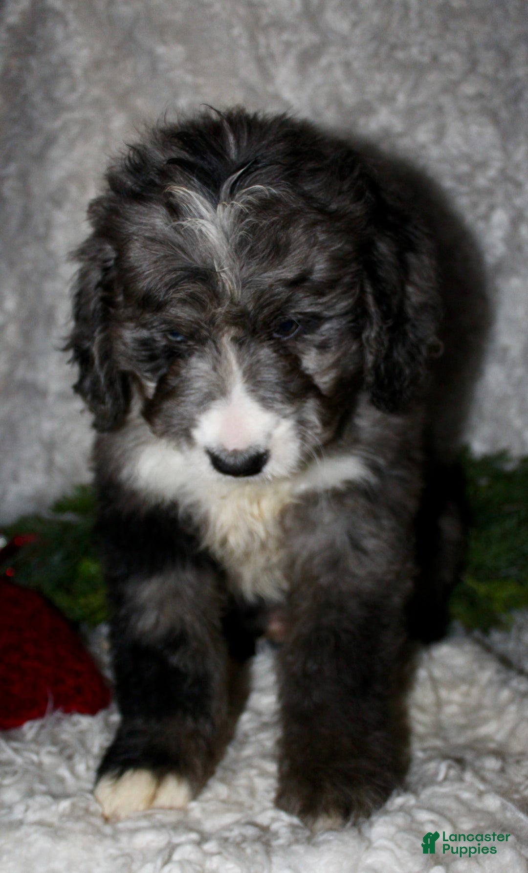 Bernedoodle dogs for sale: Buddy - Ad 4