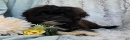 Shihpoo dogs for sale: Lenny - Ad 3
