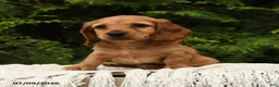 Miniature Dachshund dogs for sale: Halo - Ad 5