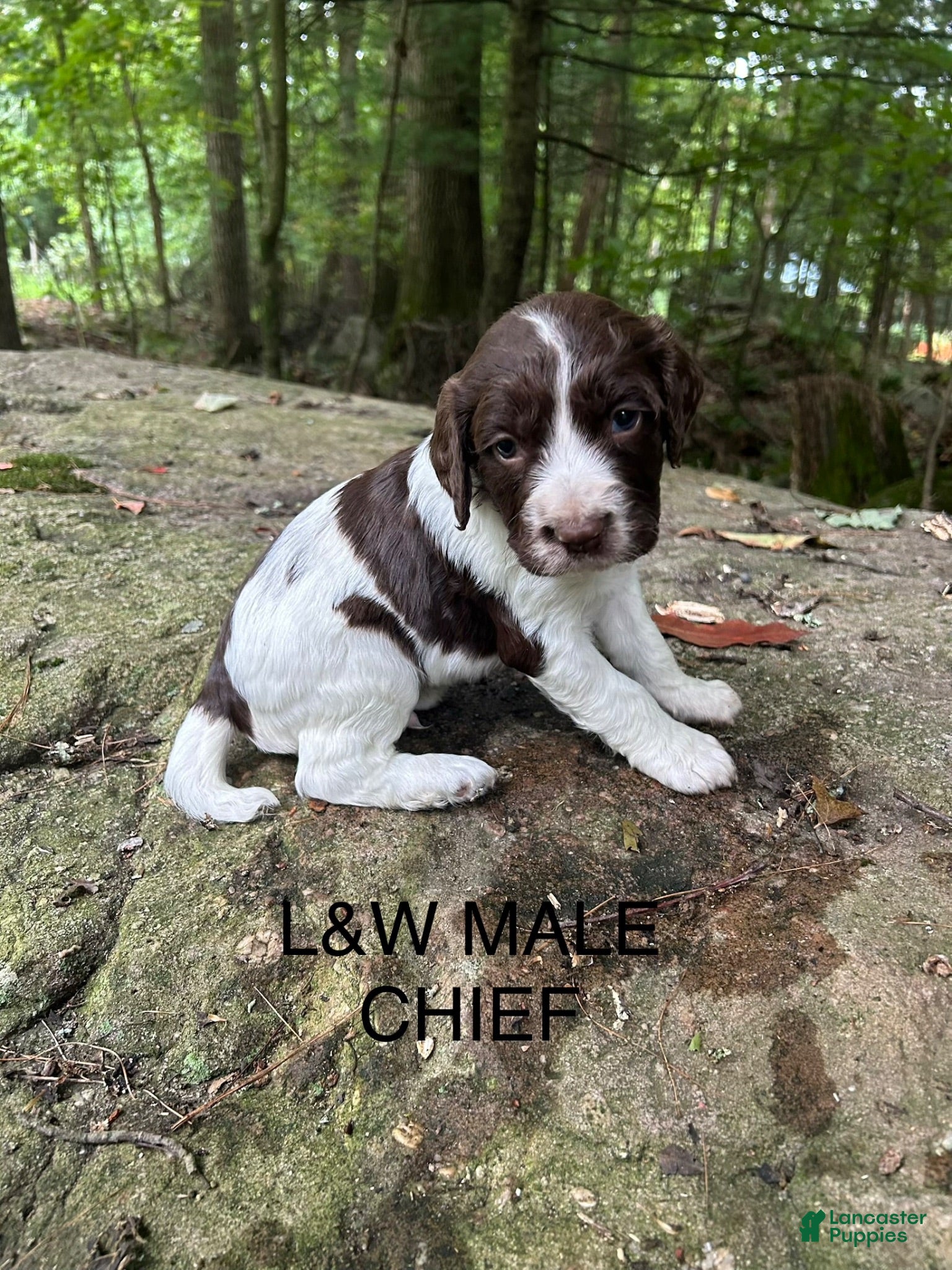 English Springer Spaniel dogs English Springer Spaniel 8 - Ad 1