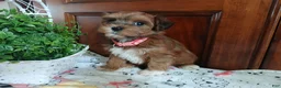 Havapoo dogs for sale: Serenity - Ad 3