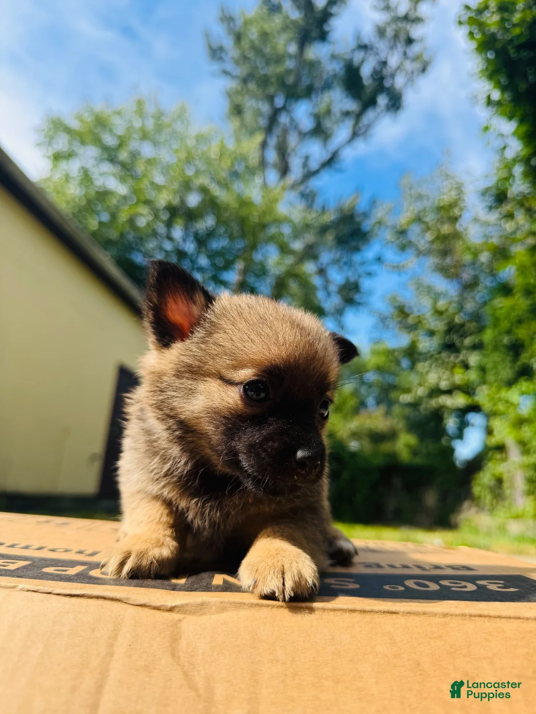 Mixed Breed dogs for sale: Mixed Breed 3 - Ad 2