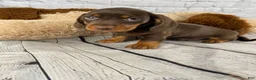 Miniature Dachshund dogs for sale: Buddy - Ad 5