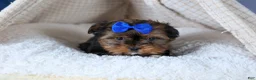 Shorkie dogs for sale: JACKSON - Ad 13