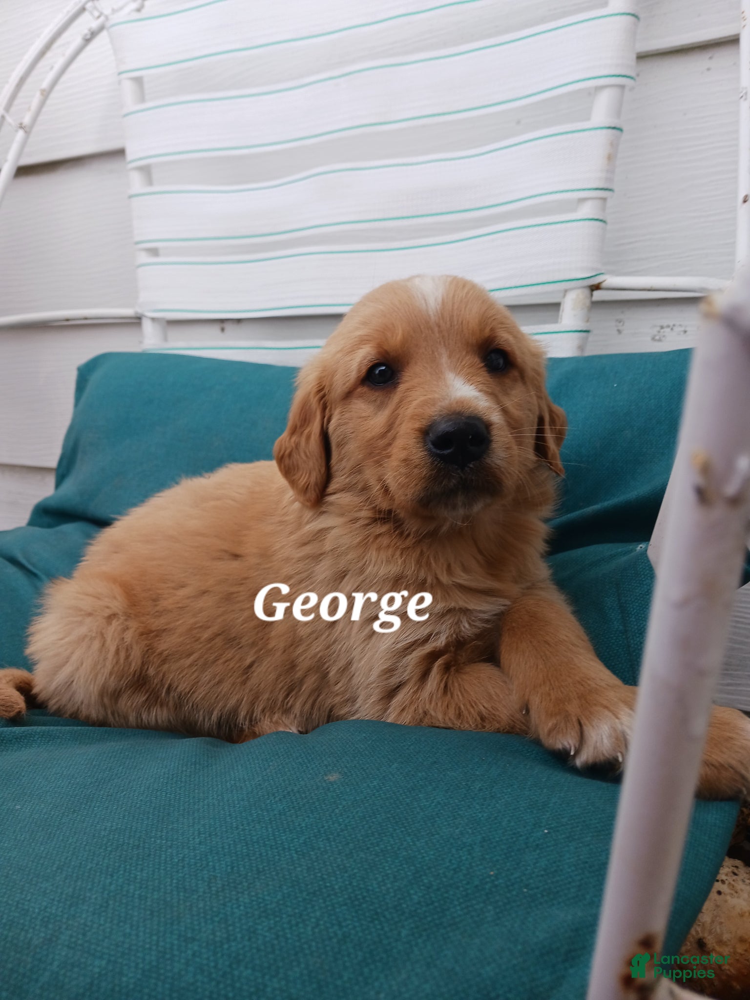 Mixed Breed dogs Mixed Breed Puppy 1 George - Ad 1