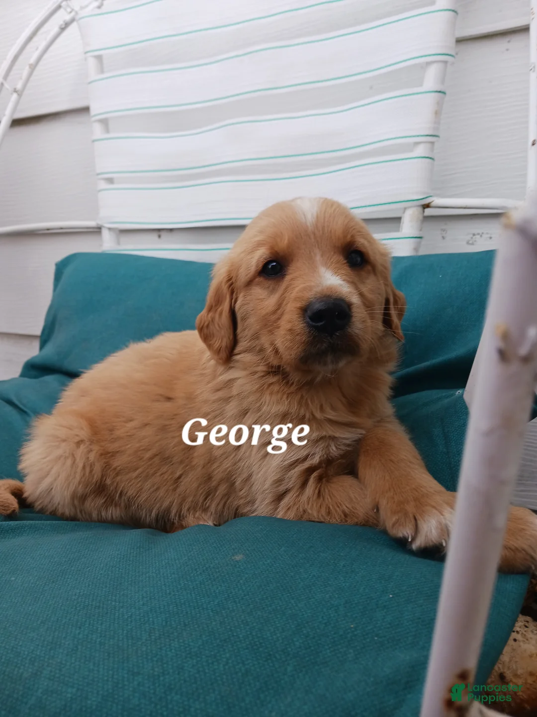 Mixed Breed dogs for sale: Mixed Breed Puppy 1 George - Ad 1