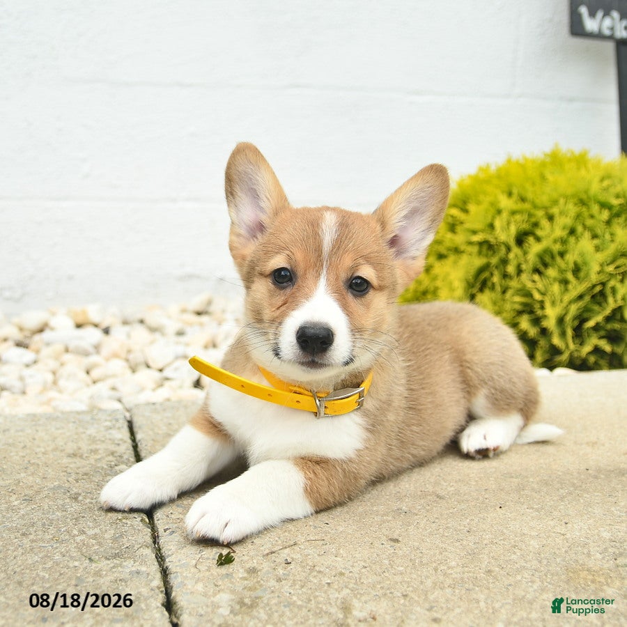 Welsh Corgi Pembroke dogs Bonnie  - Ad 2