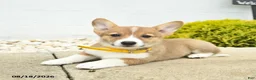 Welsh Corgi Pembroke dogs for sale: Bonnie  - Ad 2