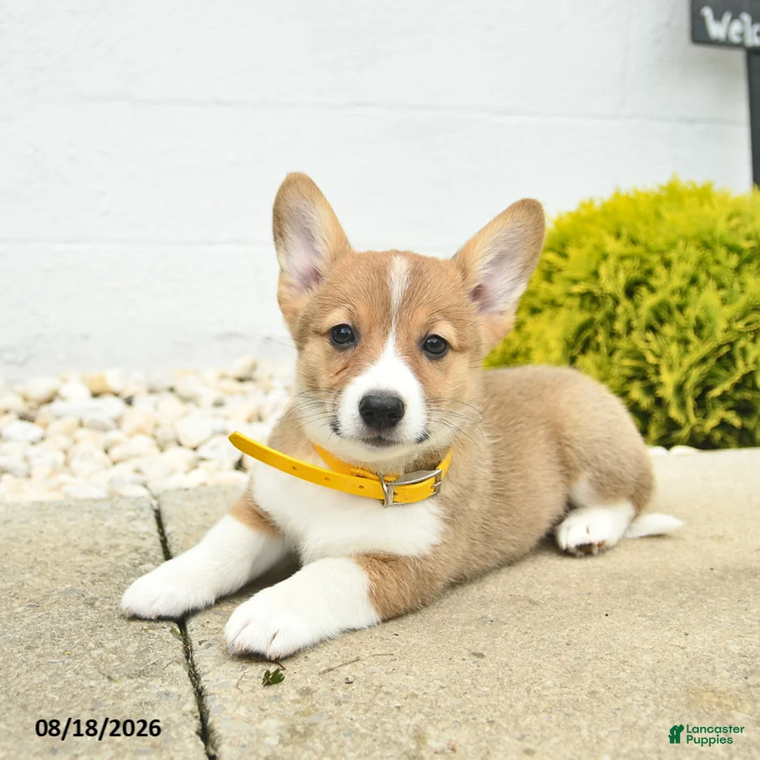 Welsh Corgi Pembroke dogs for sale: Bonnie  - Ad 2