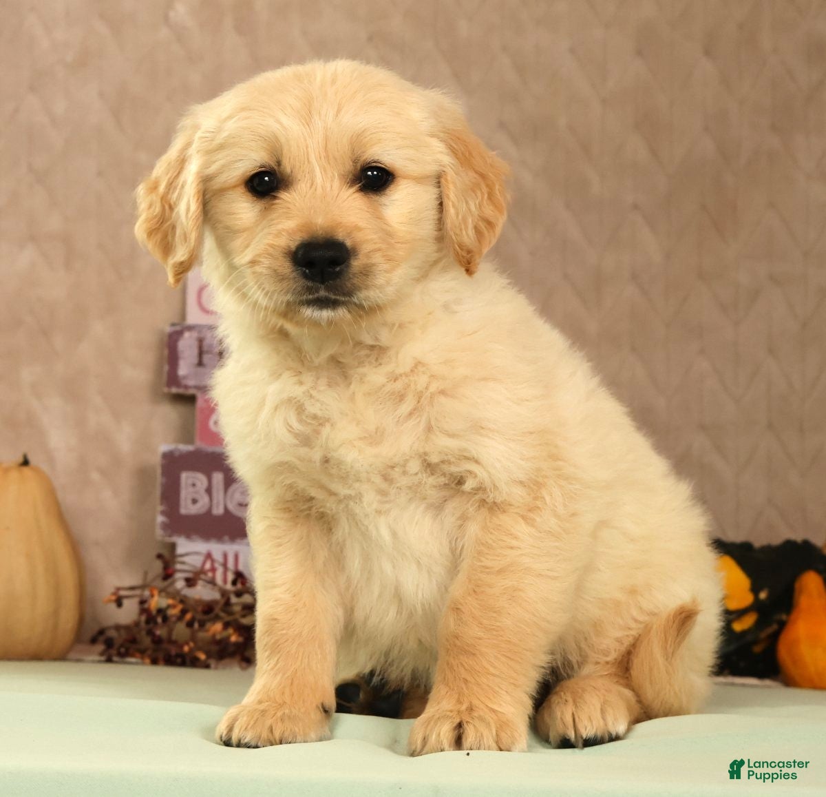 Golden Retriever dogs Shane - Ad 1