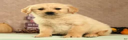 Golden Retriever dogs for sale: Shane - Ad 1