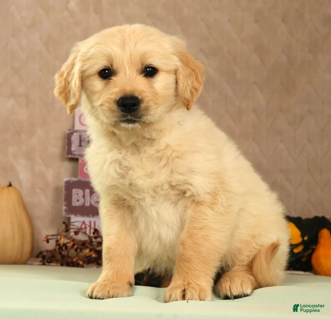 Golden Retriever dogs for sale: Shane - Ad 1