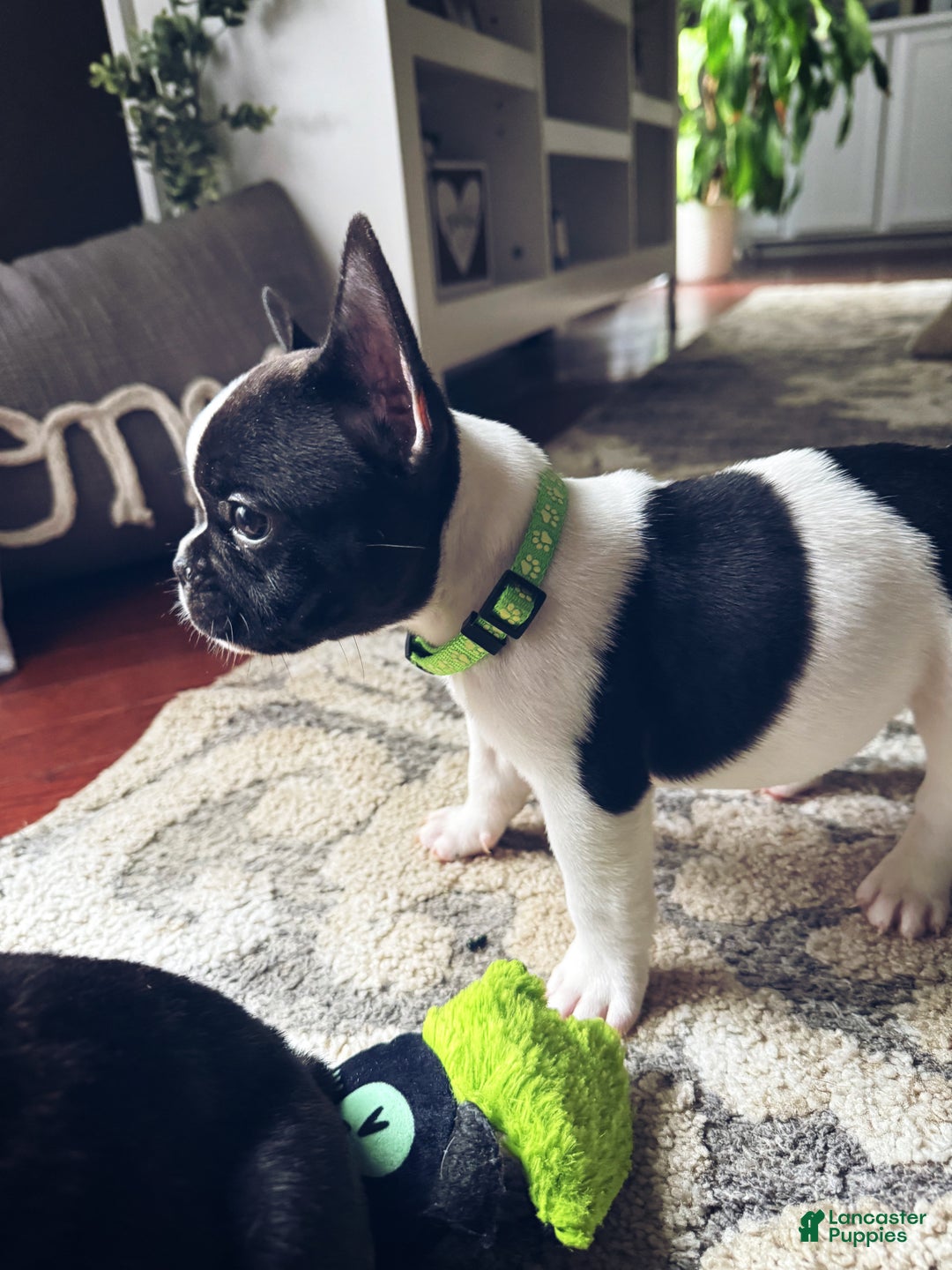 French Bulldog dogs for sale: French Bulldog Puppy 1 - Ad 4