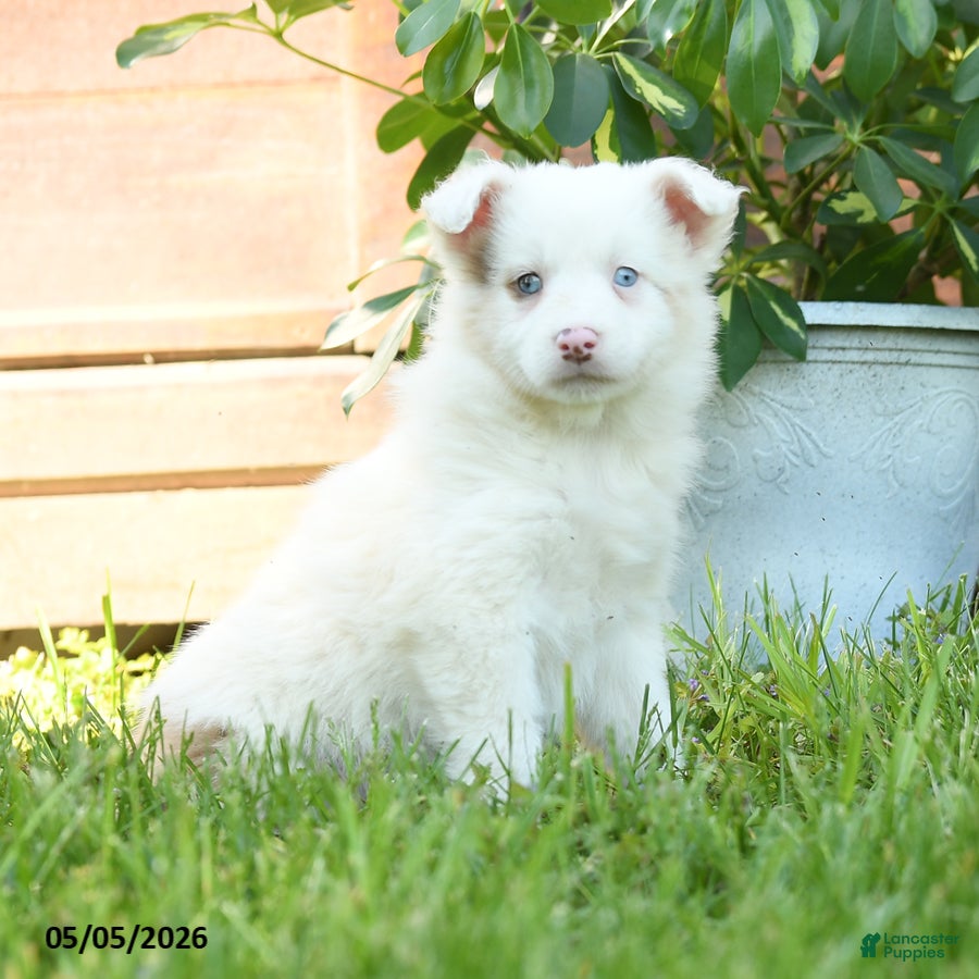 Miniature Australian Shepherd dogs Gertrude - Ad 2