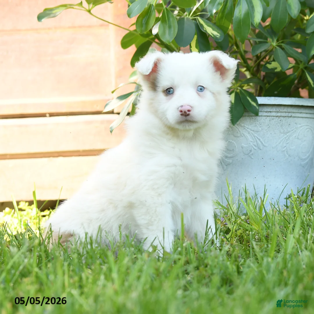 Miniature Australian Shepherd dogs for sale: Gertrude - Ad 2