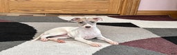 Italian Greyhound dogs for sale: Jaden - Ad 5