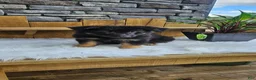 German Shepherd dogs for sale: German Shepherd 2 - Ad 7