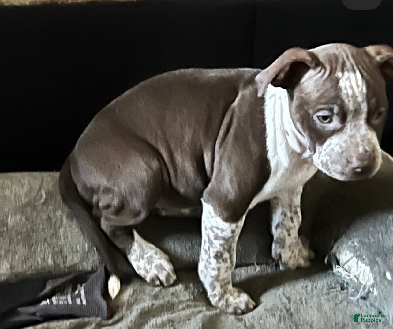American Bully dogs American Bully Puppy 1 - Ad 1