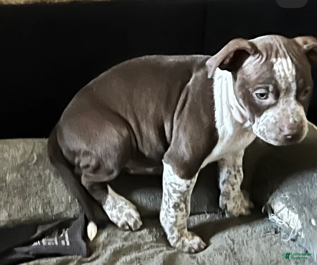American Bully dogs for sale: American Bully Puppy 1 - Ad 1