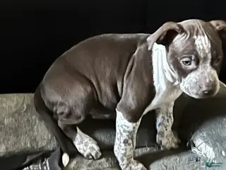 American Bully dogs for sale: American Bully Puppy 1 - Ad 2