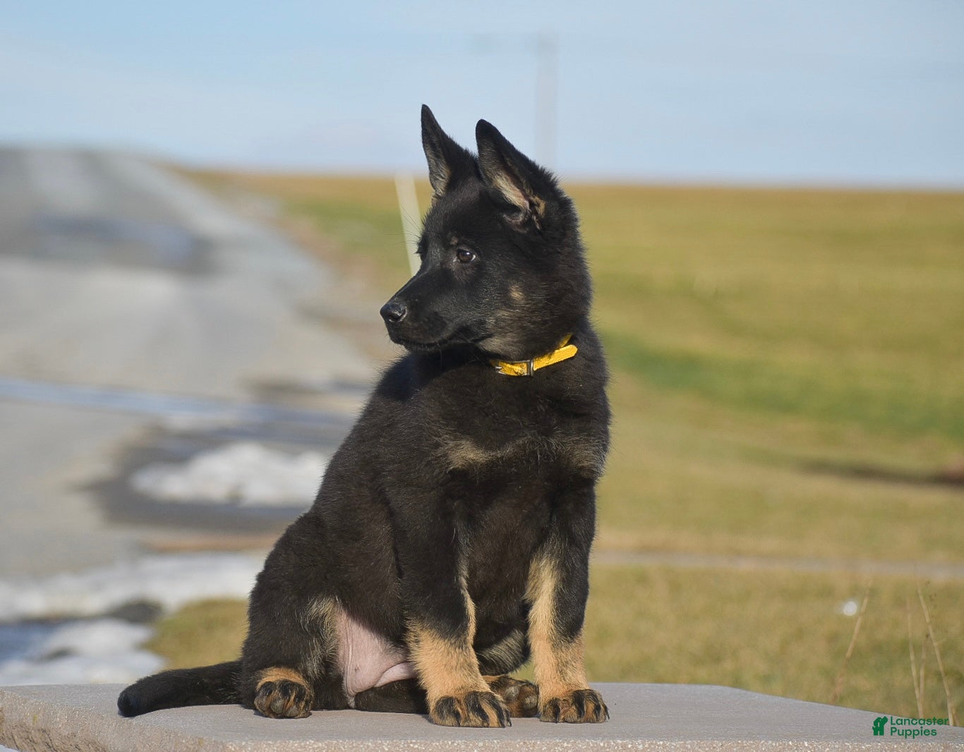 German Shepherd dogs Macey - Ad 2