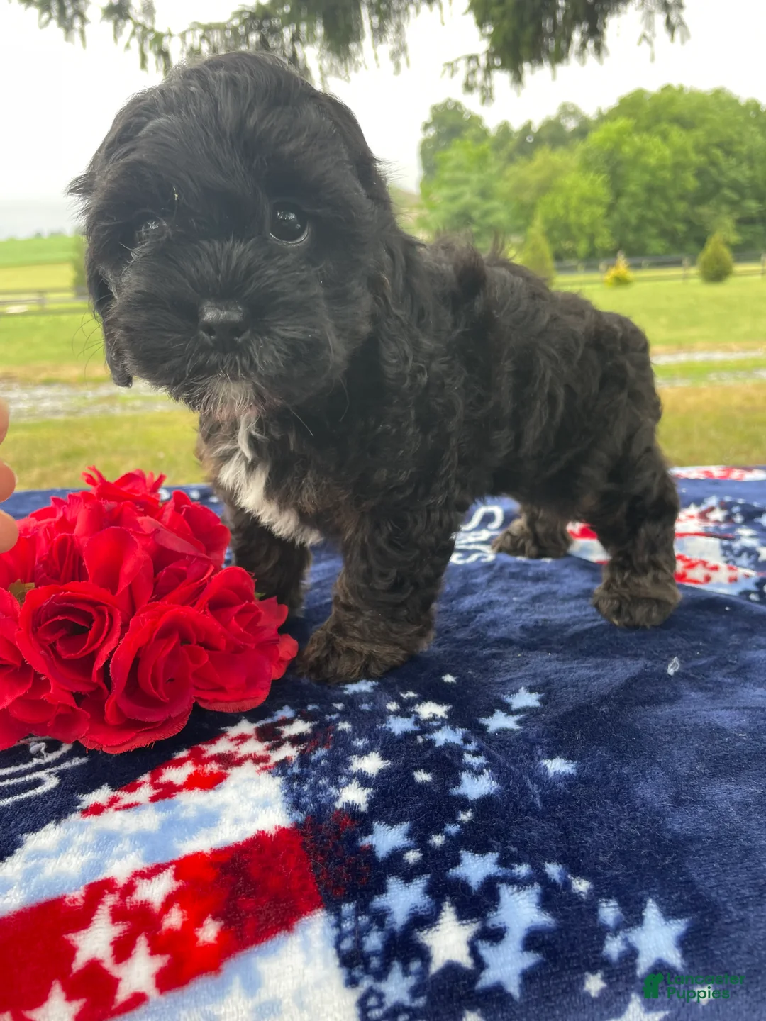 Shihpoo dogs for sale: Sheila - Ad 4