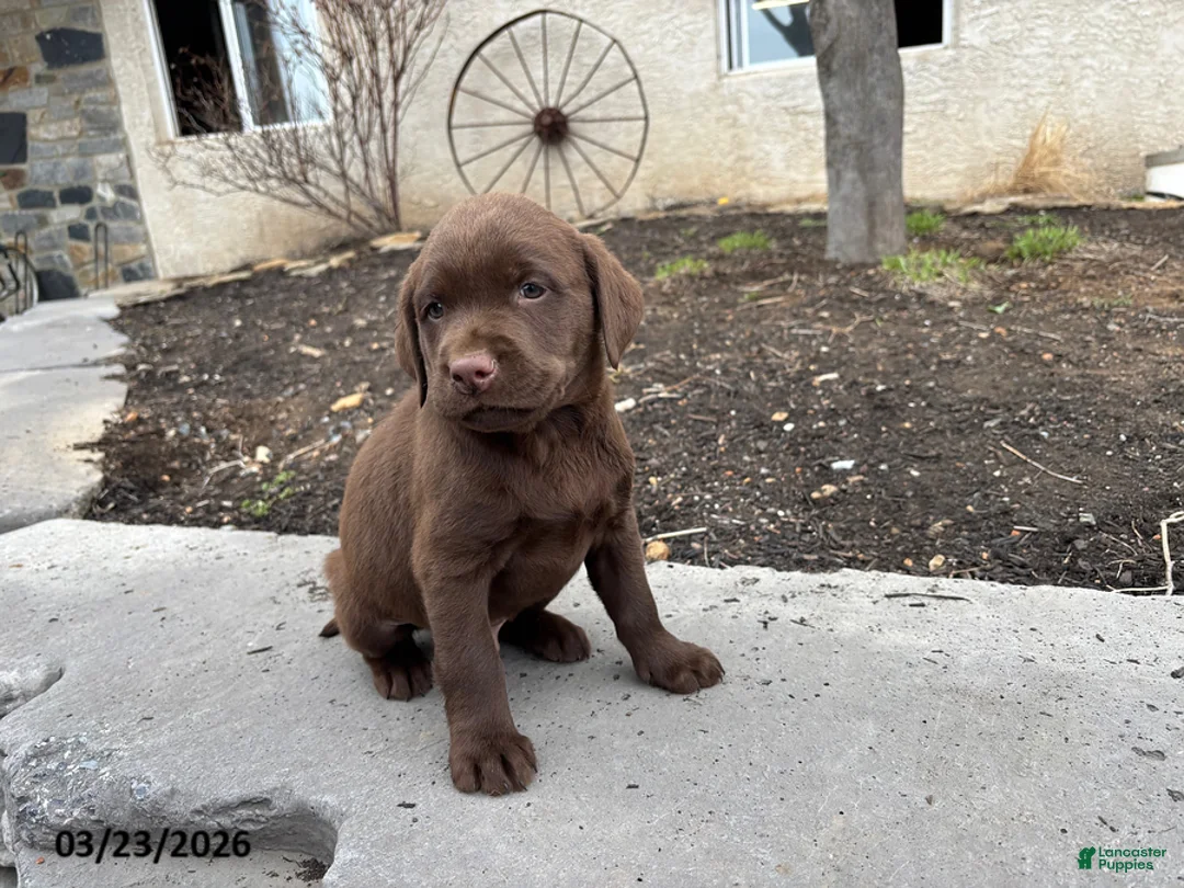 Labrador Retriever dogs for sale: Gus - Ad 1