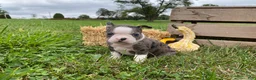 Boston Terrier dogs for sale: Galaxie - Ad 5