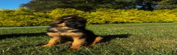 German Shepherd dogs for sale: Baby Blue  - Ad 6